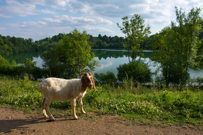 Horse standing on field by lake against sky