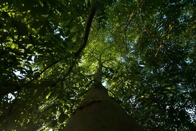 Low angle view of trees in forest