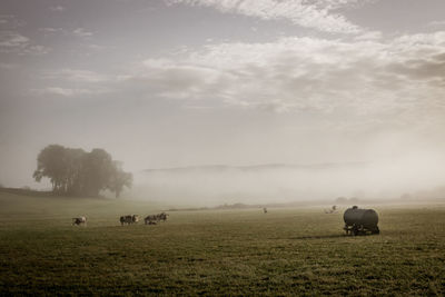 Landscape of jura in france in the morning mist