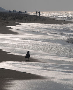 Silhouette people walking on beach against sky