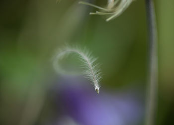 Close-up of plant