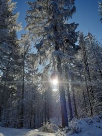 Sunlight streaming through trees on snow covered land