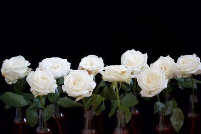 Close-up of flowers against black background