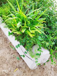 High angle view of plant growing on field