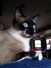 Portrait of cat sitting in car