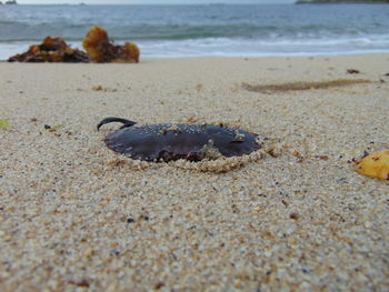 Close-up of shell on sand