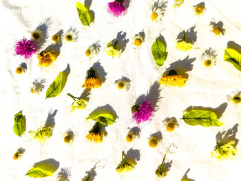 Close-up of yellow flowers