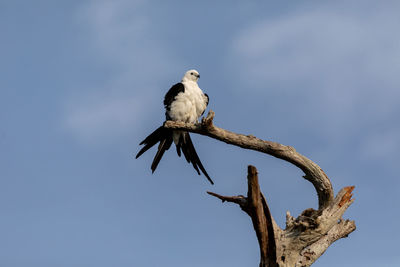 White and grey male swallow-tailed kite elanoides forficatus perches on a dead tree in naples