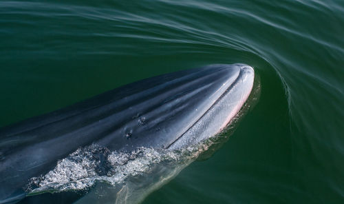 High angle view of whale swimming in sea