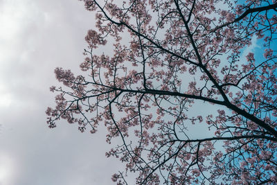 Low angle view of cherry tree against sky