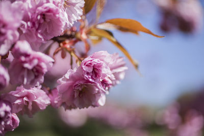 Close-up of pink cherry blossoms