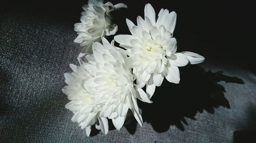 Close-up of white flowers