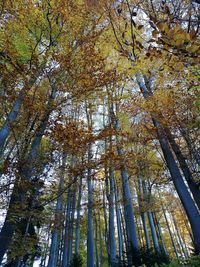 Low angle view of trees in forest