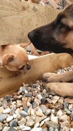 Dog relaxing on ground