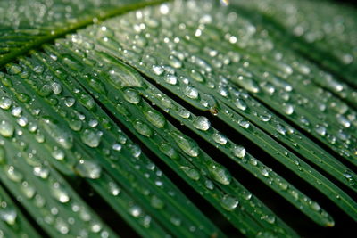 Close-up of raindrops on leaves
