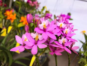 Close-up of pink flowers blooming outdoors