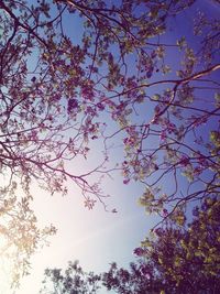 Low angle view of tree against sky