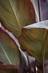 Close-up of green leaves on plant
