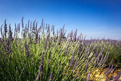 Close-up of stalks in field against blue sky