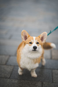 pet