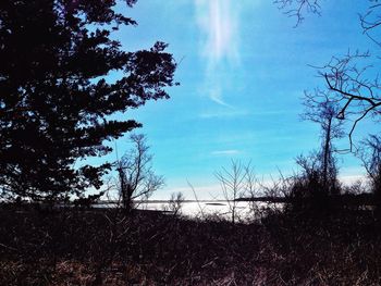 Low angle view of trees against sky