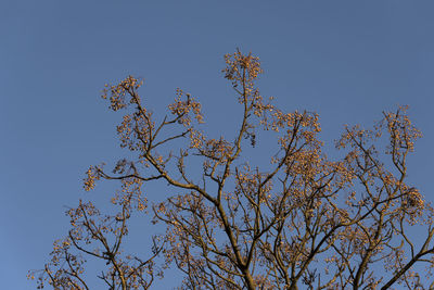 Low angle view of tree against blue sky