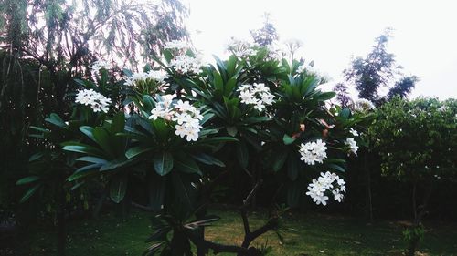 Flowers blooming on tree