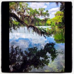 Reflection of trees in lake