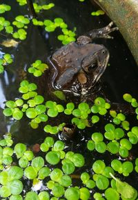 High angle view of frog in lake