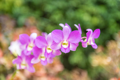 Close-up of pink flowering plant