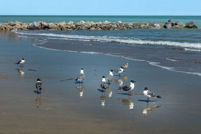 Seagulls reflecting in the water on the beach