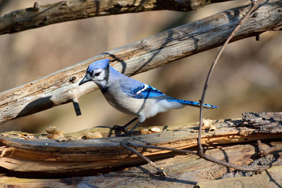 Close-up of bird perching on tree