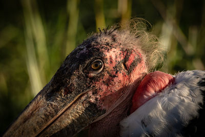 Close-up portrait of a bird