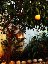 Close-up of fruits hanging on tree