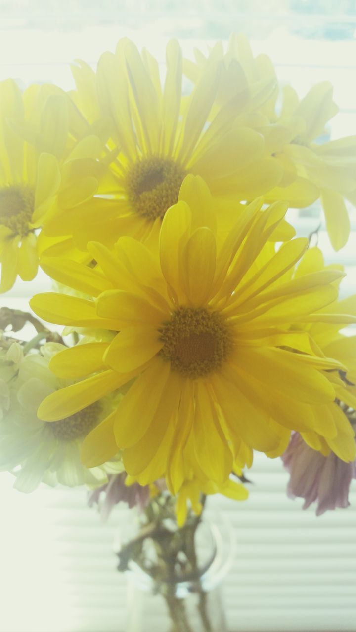 flower, petal, freshness, flower head, fragility, yellow, pollen, beauty in nature, close-up, growth, blooming, nature, indoors, single flower, plant, stamen, in bloom, focus on foreground, vase, blossom