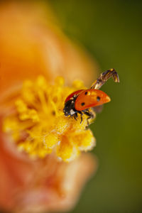 Close-up of ladybug on flower