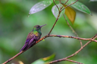 Bronze-tailed plumeleteer - chalybura urochrysia