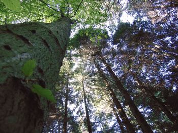 Low angle view of trees in forest