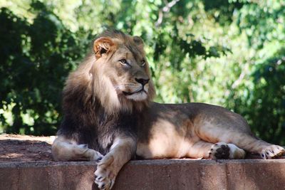 Close-up of lion resting on retaining wall