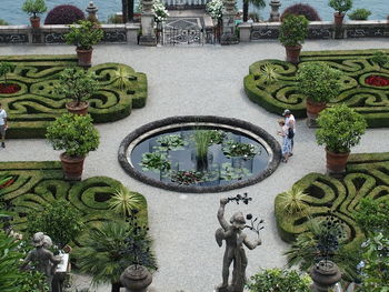 High angle view of plants