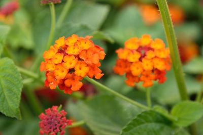 Close-up of orange flowering plants