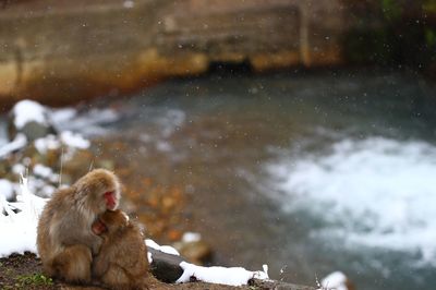 High angle close-up of monkey sitting by lake