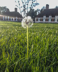 Trees growing on grassy field