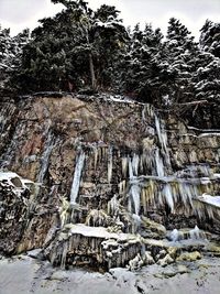 Icicles on rocks against trees in forest during winter