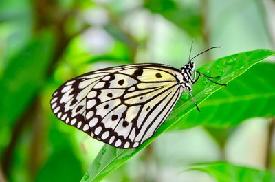 Butterfly on leaf