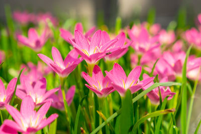 Pink rain lily petals on green linear leaf, corolla blooming know as rainflower