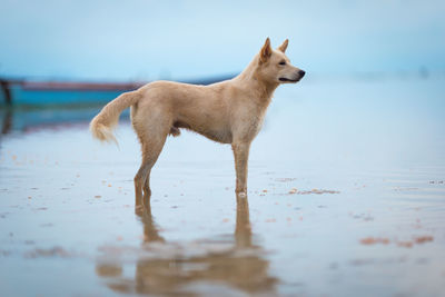 Dog standing on beach