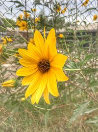 Close-up of yellow flower blooming outdoors