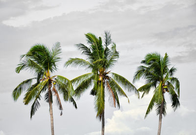 Low angle view of palm trees against sky