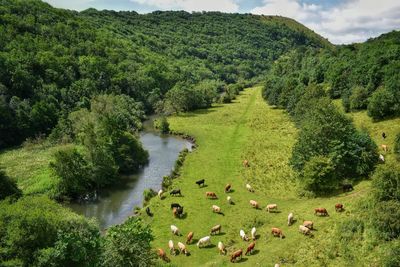 Scenic view of green landscape